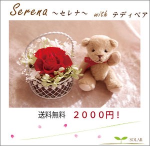 母の日ギフト　テディベア とセレナ 母の日 プリザーブドフラワー 結婚祝い 誕生日プレゼント カーネーション プリザ ブリザードフラワー フラワー ギフト 送料無料 結婚式 祝電 電報