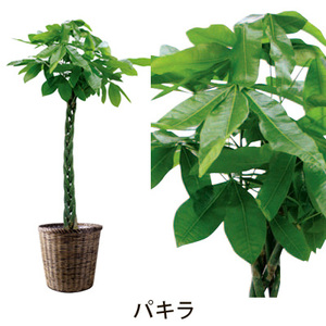 【パキラ】観葉植物・大鉢【送料無料】