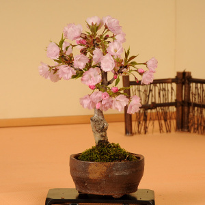 桜盆栽：一才桜(信楽焼小鉢）*【葉桜でお届け】【さくら盆栽】